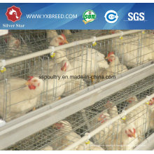 Équipement agricole de volaille Layer Cage de poulet